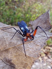 Acanthischium superbum