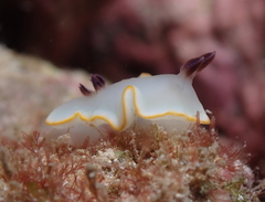 Ardeadoris scottjohnsoni