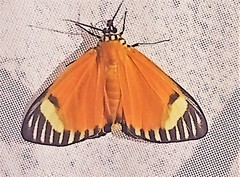 Calodesma maculifrons