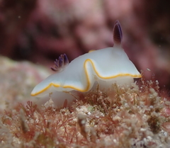 Ardeadoris scottjohnsoni