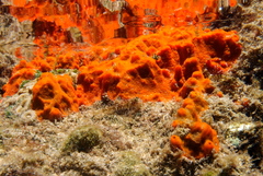 Hymeniacidon perlevis