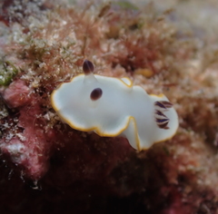 Ardeadoris scottjohnsoni