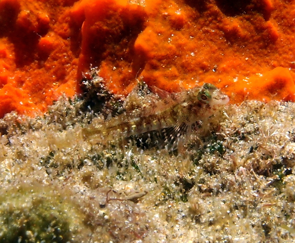 Hotlips Triplefin