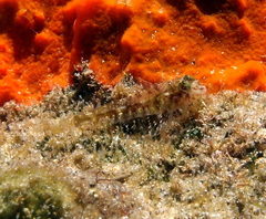 Helcogramma obtusirostris