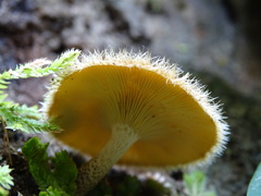 Lentinus