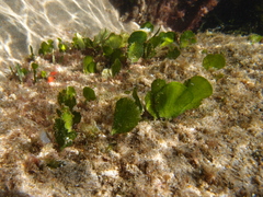 Udotea orientalis