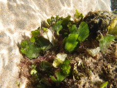 Udotea orientalis