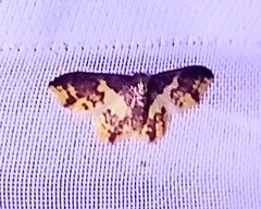 Lophosis labeculata