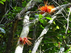 Brownea macrophylla