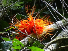 Brownea macrophylla