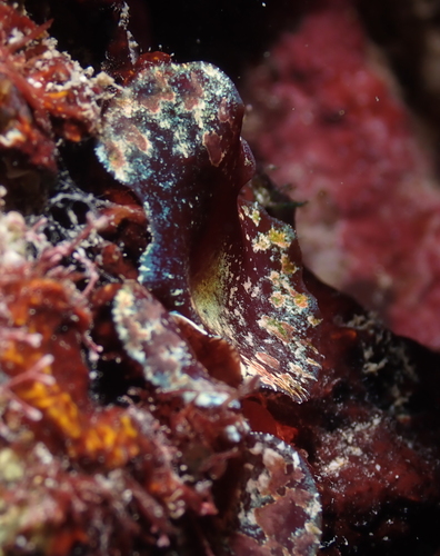 Drouetia coalescens