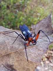 Acanthischium superbum