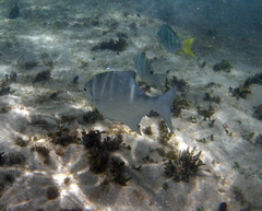 Neoscorpis lithophilus