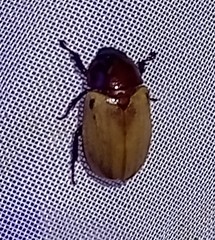 Cyclocephala melanocephala