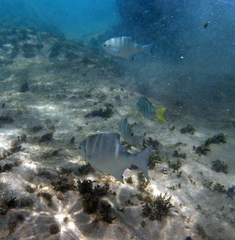 Neoscorpis lithophilus