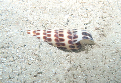 Terebra achates