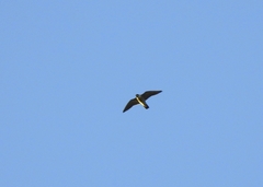 Falco peregrinus brookei