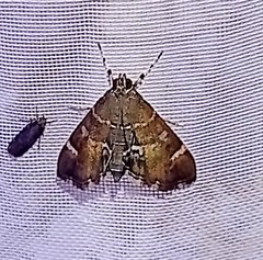 Hymenia
