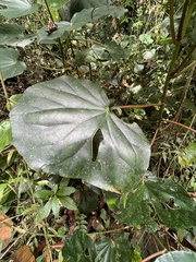 Begonia cucullata