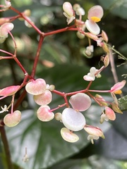Begonia cucullata