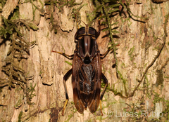 Pantophthalmus pictus