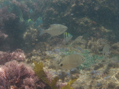 Neoscorpis lithophilus