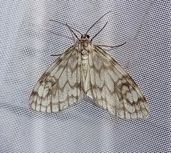 Parallage inconcinna