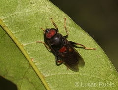 Palpada rufoscutellata