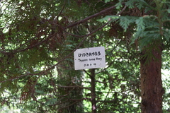 Thujopsis dolabrata hondae