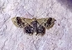 Idaea gemmata