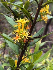 Atkinsonia ligustrina