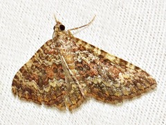 Mimoclystia undulosata