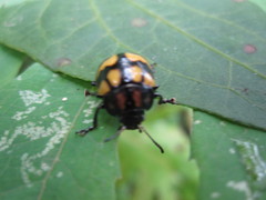 Platyphora instabilis