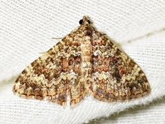 Mimoclystia undulosata