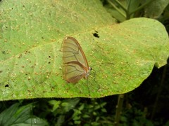 Godyris panthyale quinta