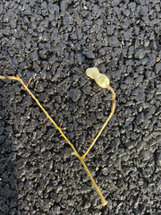 Styphnolobium