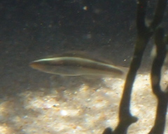 Stethojulis interrupta
