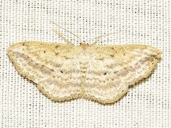 Scopula erinaria