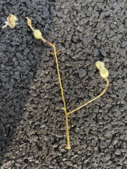 Styphnolobium