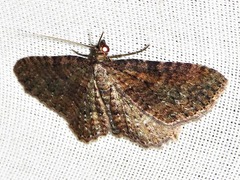 Horisme punctiscripta