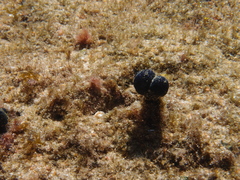 Eudistoma caeruleum