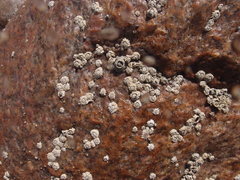 Chthamalus dentatus