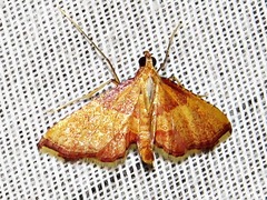 Endotricha erythralis