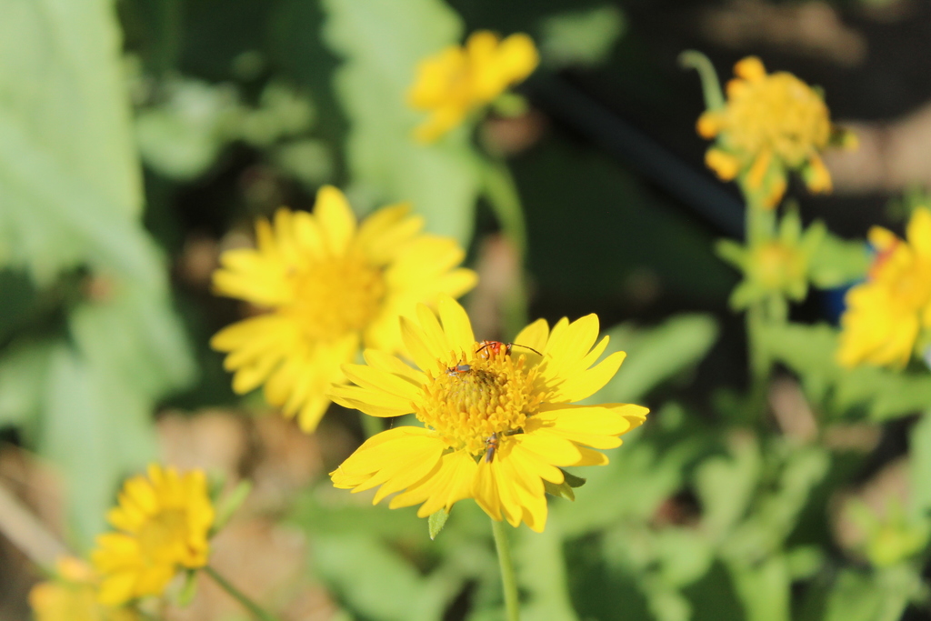 Insects from Josefa Ortiz de Dominguez S/N, Cuarta, 75701 San Gabriel ...