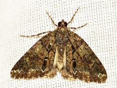 Xylopteryx arcuata