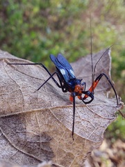 Acanthischium superbum