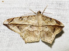 Chiasmia simplicilinea