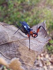 Acanthischium superbum