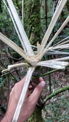 Atlantic Bamboo Rat photo 2