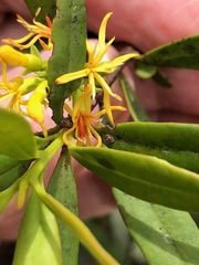 Atkinsonia ligustrina
